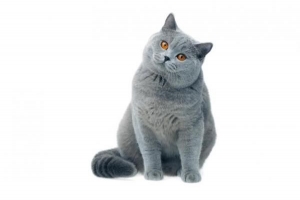 Come far perdere peso a un gatto
