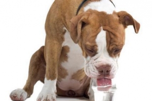 Come far bere acqua a un cane quando è malato