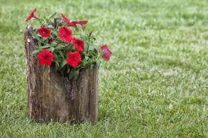 Come fare un vaso di fiori da un ceppo