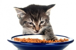 Come preparare cibo sano fatto in casa per il mio gatto