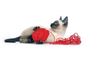 Come fare giocattoli fatti in casa per gatti
