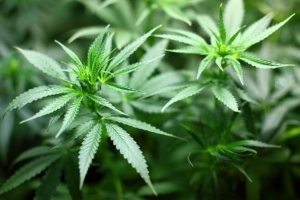 Come fare il tè alla marijuana