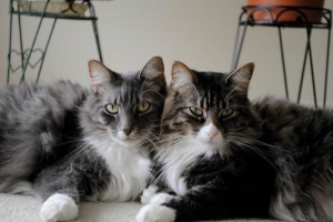 Come far accettare al mio gatto un nuovo gattino