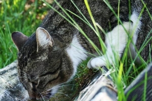 Come far bere più acqua al mio gatto