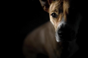 Come rendere socievole il mio cane