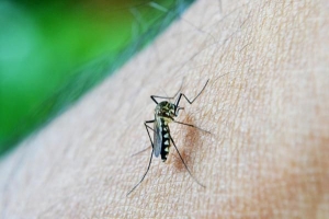 Come fare un repellente naturale per zanzare fatto in casa
