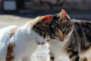 Come far diventare amici due gatti