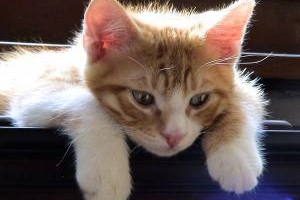 Come rendere il tuo gatto più affettuoso