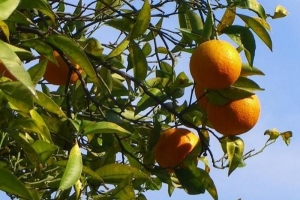 Come piantare un albero di arancio dal seme