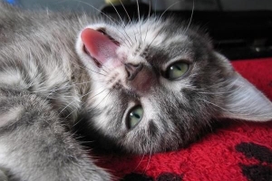 Come giocare con il tuo gatto senza giocattoli?