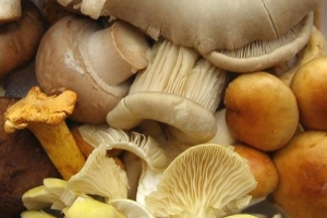 Come conservare i funghi