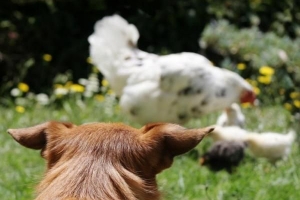 Come evitare che il mio cane attacchi i polli