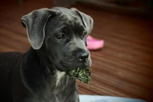 Come impedire al mio cane di mangiare spazzatura