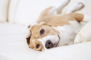 Come impedire al mio cane di urinare in casa?