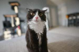 Come prevenire i parassiti nei gatti