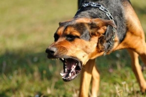 Come prevenire la rabbia nei cani