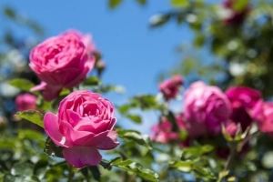 Come propagare le rose dalle talee
