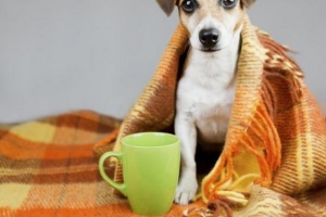 Come proteggere un cane dal freddo?