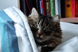 Come proteggere i gatti dal freddo?