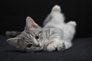Come allevare un gattino
