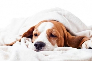 Come aumentare il numero di piastrine basso del mio cane