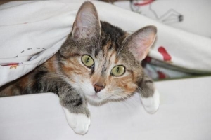 Come rimuovere i peli di gatto dai vestiti