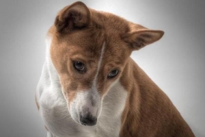Come rimuovere l'odore di urina di cane