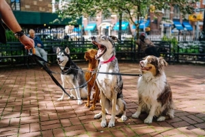 Come avviare un'attività di dog walking