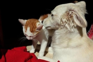 Come fermare un cane che attacca un gatto