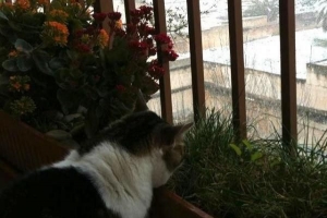 Come impedire a un gatto di casa di scappare