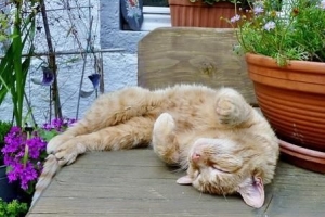 Come impedire ai gatti di saltare sui tavoli