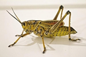 Come impedire alle locuste di mangiare le piante