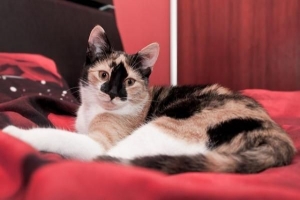 Come impedire al mio gatto di saltare sul mio letto