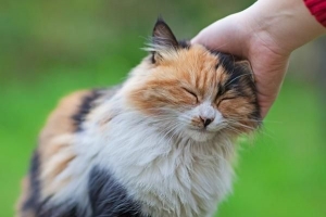 Come impedire al mio gatto di marcare il suo territorio