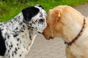 Come impedire al mio cane di attaccare altri cani