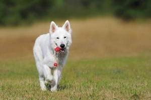 Come impedire al mio cane di scappare quando è senza guinzaglio