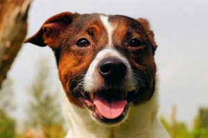 Come impedire al mio cane di graffiare le porte