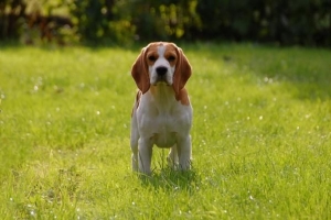 Come impedire al mio cane di perdere così tanti peli?
