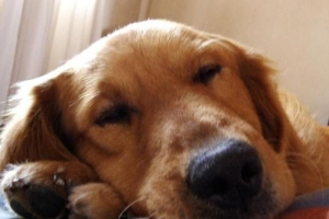 Come fermare il mio cane che salta sui mobili