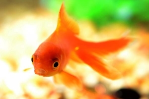 Come prendersi cura di un pesce rosso cometa
