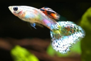 Come prendersi cura di un pesce guppy