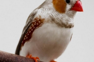 Come prendersi cura di un zebra finch