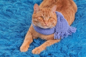 Come prendersi cura del gatto in inverno