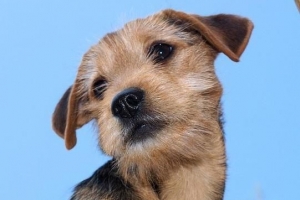 Come insegnare a un cane a imparare il suo nome