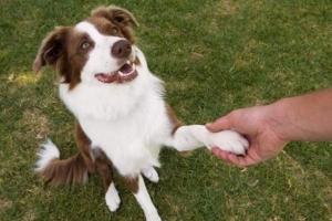 Come insegnare a un cane a scuotere una zampa