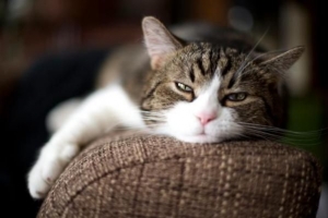 Come insegnare al mio gatto a non saltare sul divano