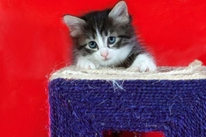Come insegnare al mio gatto a usare il tiragraffi