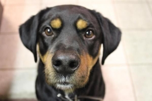 Come insegnare al mio cane a non piangere