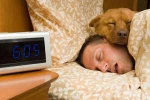 Come insegnare al cane a non saltare sul letto
