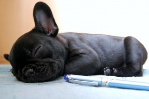 Come insegnare al tuo cane a dormire nel suo letto